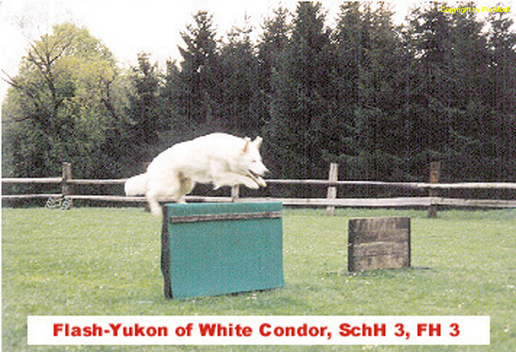 Bild 20 Flash-Yukon of White Condor2