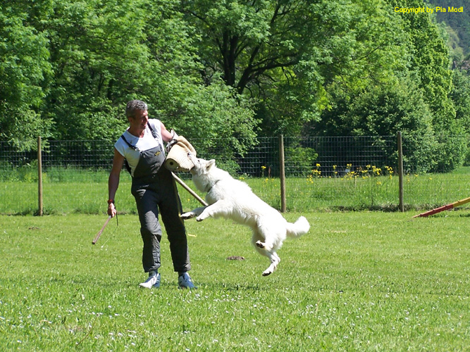 Bild 31 X-Dream Amaroq