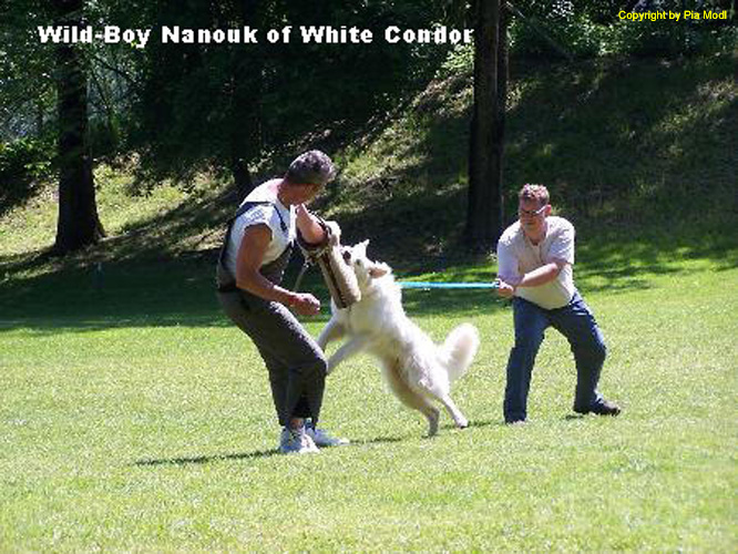 Bild 35 Wild Boy Nanouk of White Condor